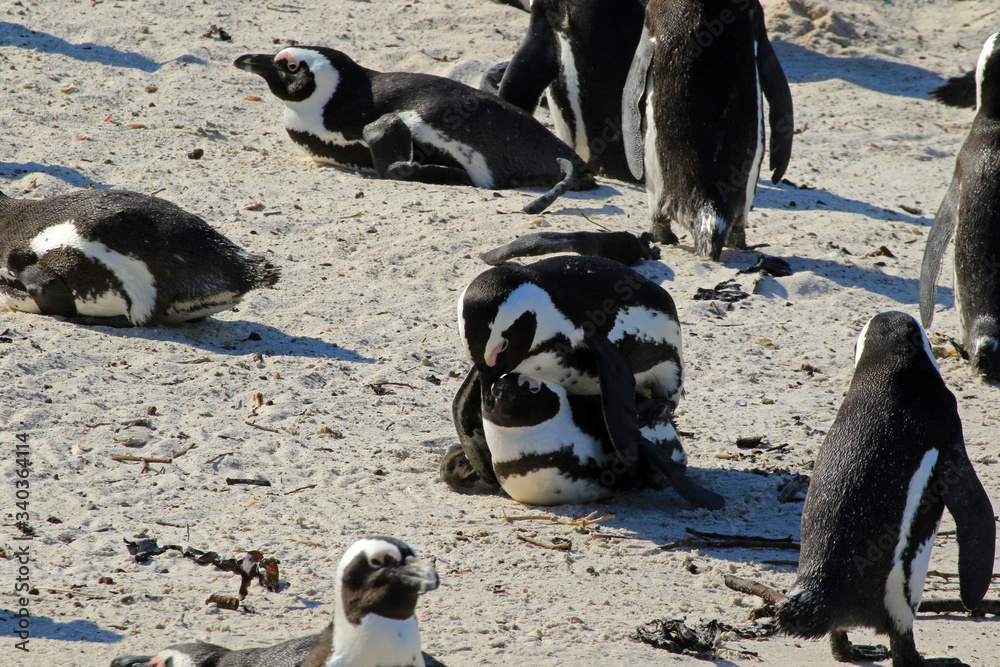 Naklejka premium African penguins copulating, at the Boulders Beach in Cape Town, South Africa