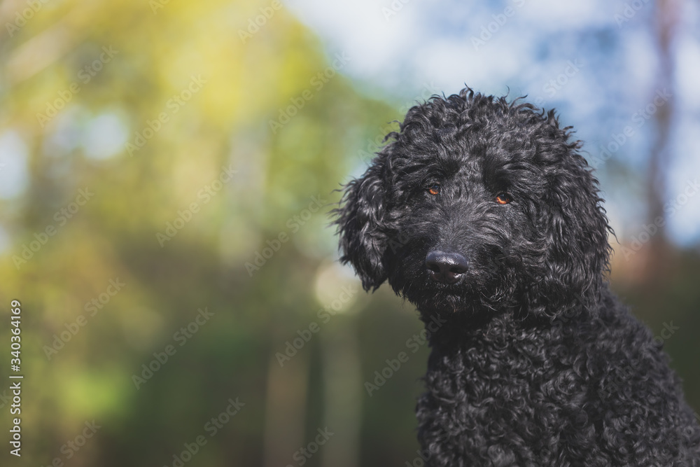 Portrait eines schwarzen Labradoodle Portrait eines schwarzen Labradoodle