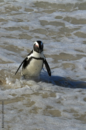 Portrait of African penguin, at the Boulders Beach in Cape Town, South Africa