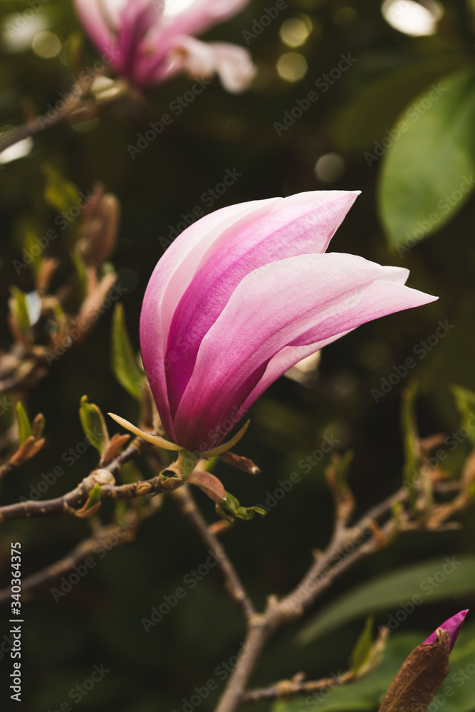 pink magnolia flower