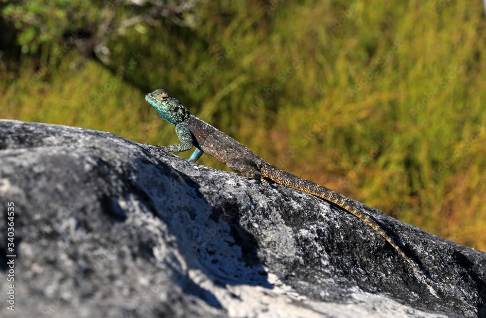 Southern Rock Agama on Table Mountain, Cape Town, South Africa Southern Rock Agama on Table Mountain, Cape Town, South Africa