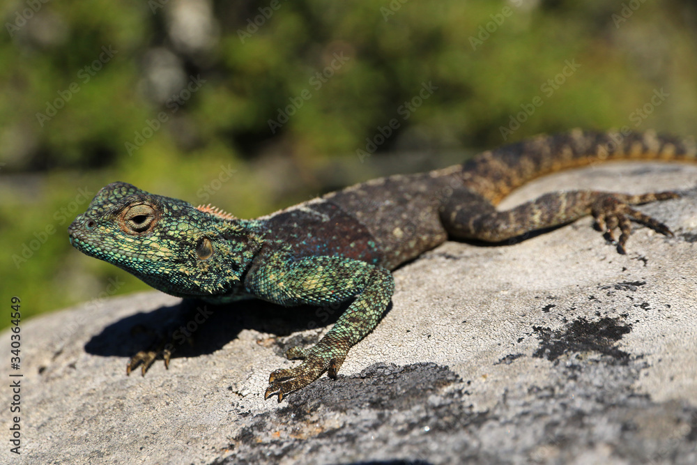 Southern Rock Agama on Table Mountain, Cape Town, South Africa Southern Rock Agama on Table Mountain, Cape Town, South Africa