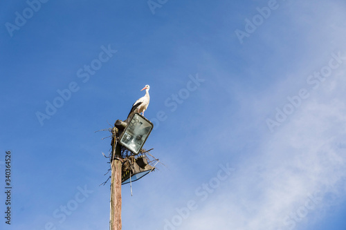 Storch auf einem Laternenmasten