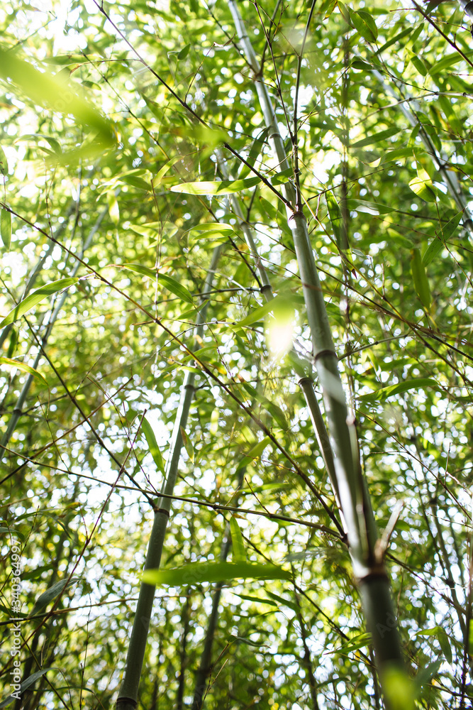 Fototapeta premium Bamboo
