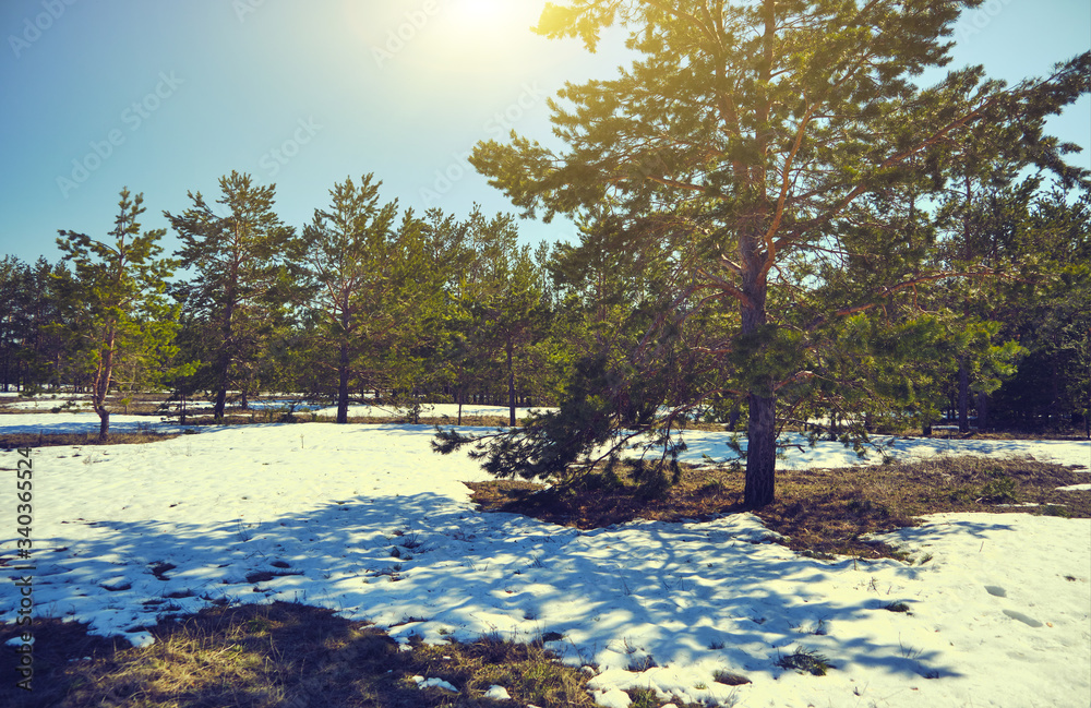 Pine forest on a bright, Sunny, spring day with thawing from the melting snow.