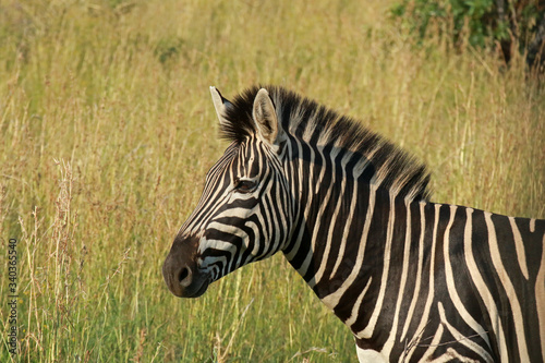 Zebra in Pilanesberg National Park  South Africa 
