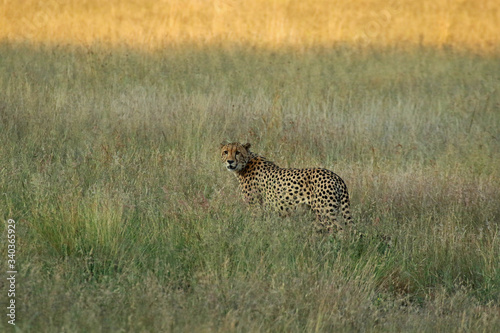 Cheetah in Pilanesberg National Park, South Africa
