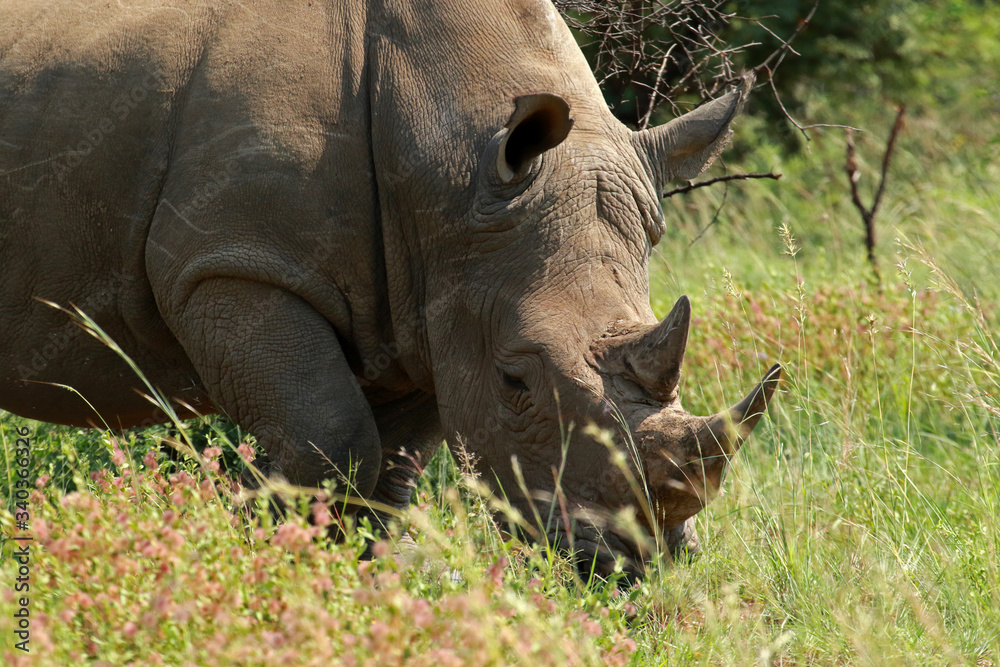 Obraz premium White Rhinoceros in Pilanesberg National Park, South Africa