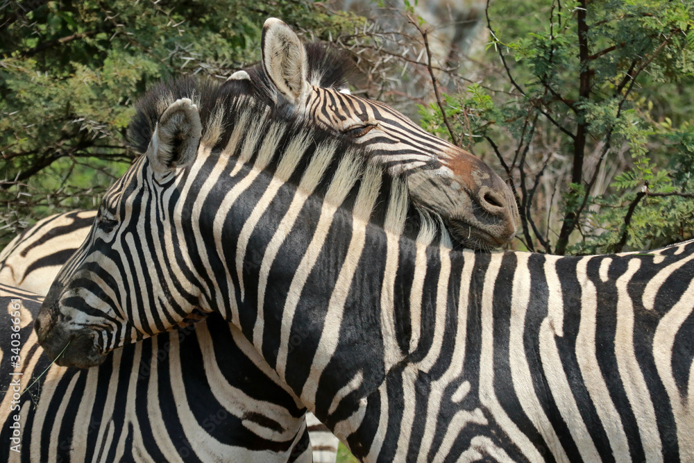 Zebras in Pilanesberg National Park, South Africa
Zebras in Pilanesberg National Park, South Africa