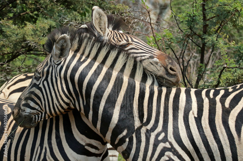Zebras in Pilanesberg National Park  South Africa 