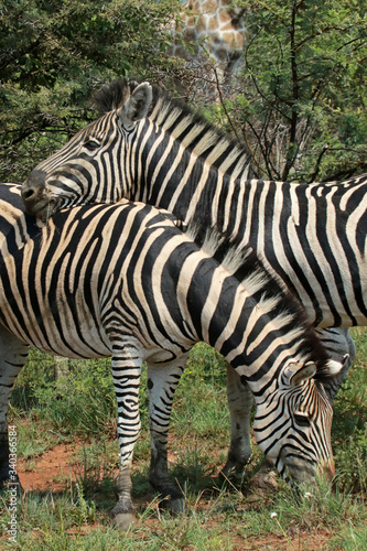 Zebras in Pilanesberg National Park  South Africa 
