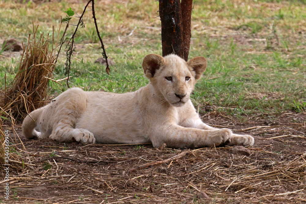 Rare White Lion Cub in Lion Safari Park located in Hartbeespoort, South Africa Rare White Lion Cub in Lion Safari Park located in Hartbeespoort, South Africa