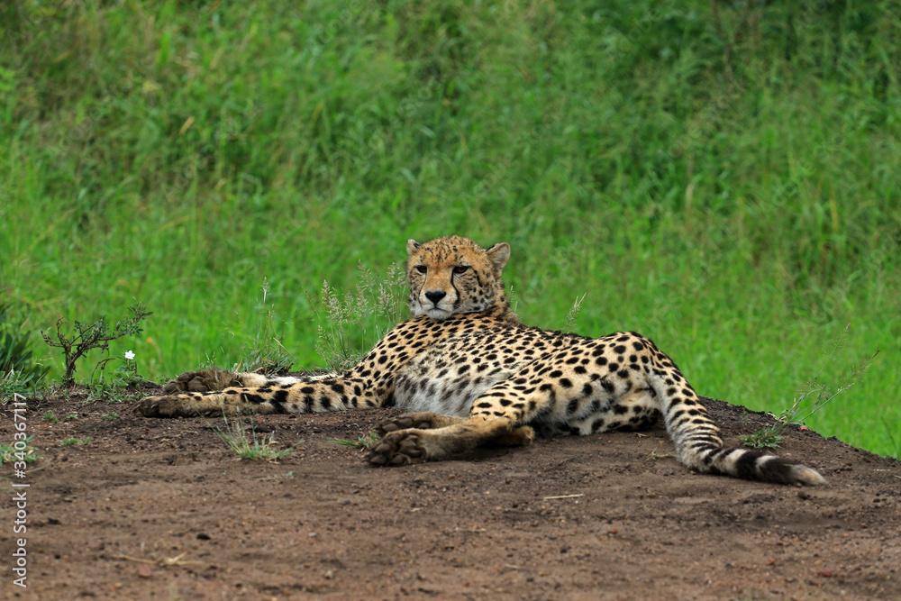 Obraz premium Cheetah resting in the bush, Bayala Game Reserve, South Africa