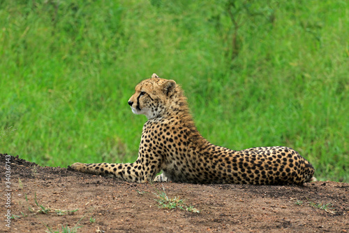 Cheetah resting in the bush  Bayala Game Reserve  South Africa