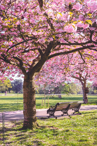 Fototapeta Naklejka Na Ścianę i Meble -  Greenwich Park in London