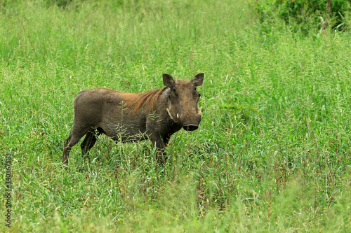 Warthog in the bush, Bayala Game Reserve, South Africa  © bayazed