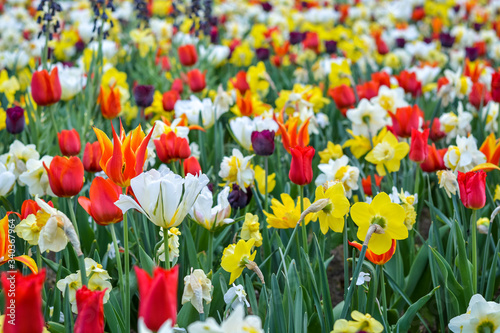 Fototapeta Naklejka Na Ścianę i Meble -  Field of different spring flowers with beautiful colours