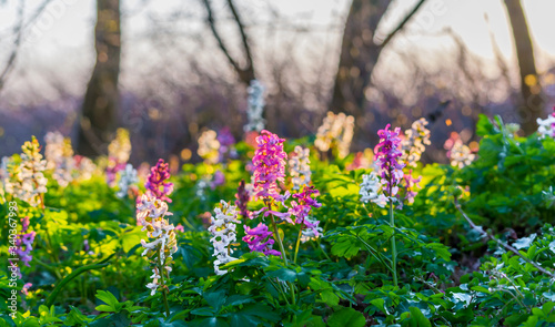 Scenic magical spring forest background of violet and white hollowroot Corydalis cava early spring wild flowers in bloom. photo