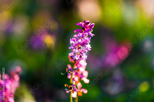 Medicinal plant. White and purple flowering plant on forest soil. Plants in wild natural forest.