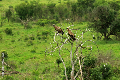 African vulture, Bayala Game Reserve, South Africa © bayazed