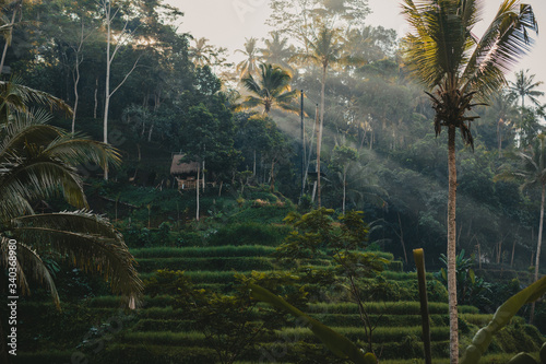 Rice Terrace Tegalallagan Bali nature photo
