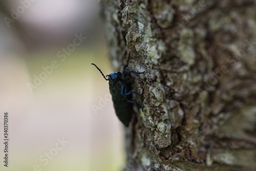 The black and blue oil beetle  (Meloe proscarabaeus) macro photography. photo