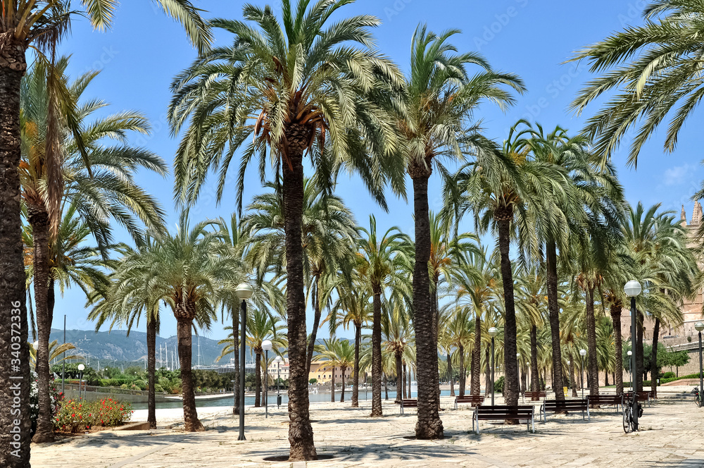 Palm tree alley in Palma de Mallorca, Spain