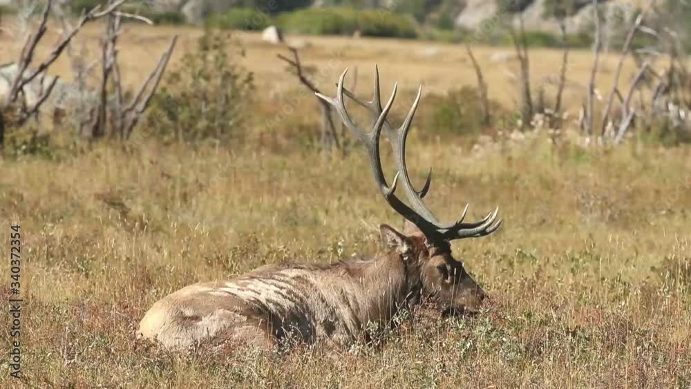 6 x 6 Bull Elk resting in a field in Rocky Mountain National Park 6 x 6 Bull Elk resting in a field in Rocky Mountain National Park