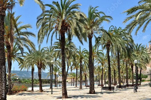 Palm tree alley in Palma de Mallorca, Spain