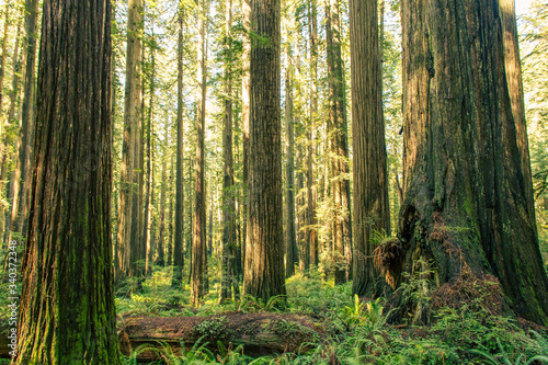 Tableau sur toile Midday Sun through Redwood Tree Forest in Northern California with Ferns and Mos