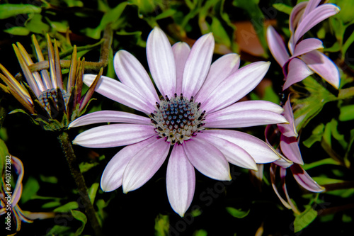 Purple flower close-up Osteopermum Soprano background photo