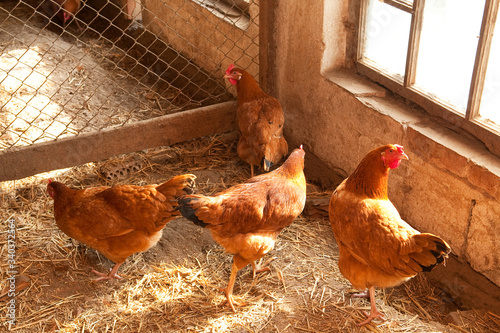 Hen house interior with hens photo