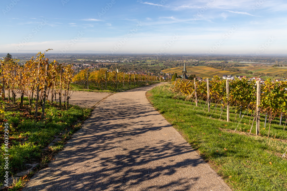 Varnhalt vineyard with village in background Varnhalt vineyard with village in background