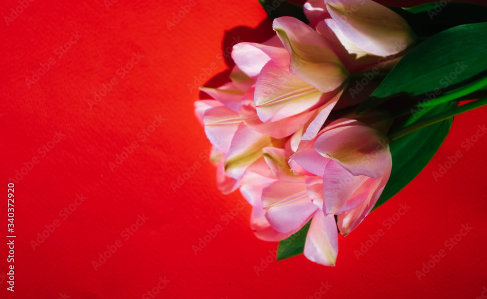 Pink tulip bouquet on red background. Copy space. Spring flower wallpaper. Mother's Day banner. Valentines day. Romantic concept