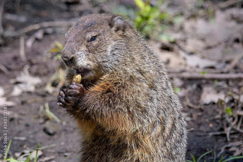 Groundhog along a woodland trail eating a peanut discarded by a hiker. It is also known as a woodchuck belonging to the group of large ground squirrels known as marmots. Groundhog along a woodland trail eating a peanut discarded by a hiker. It is also known as a woodchuck belonging to the group of large ground squirrels known as marmots.