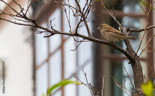 female sparrow perched on a branch with green leaves. bird perched on a branch. brown bird perched on a branch. common bird sparrow from spain.