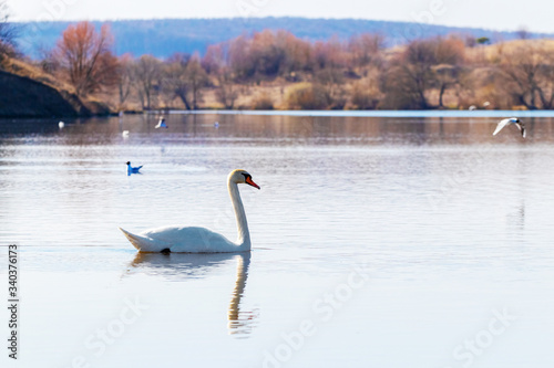 A white swan floats on the river, a lone swan on the water © Volodymyr
