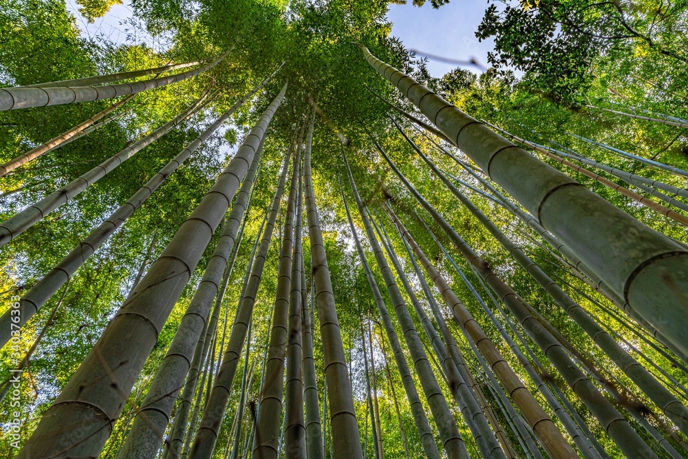 Bamboo Forest