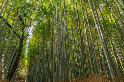 Bamboo Forest