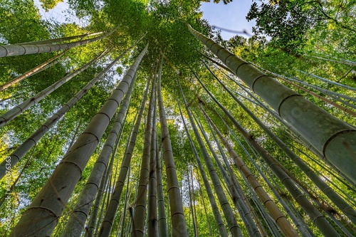Fototapeta Naklejka Na Ścianę i Meble -  Bamboo Forest