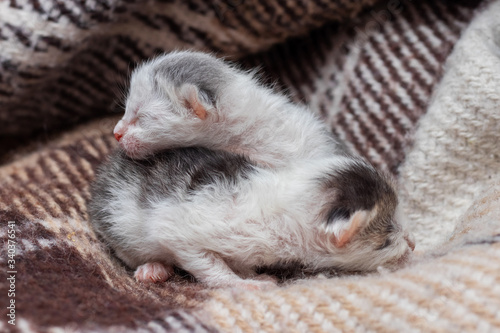 Two little kittens on a plaid, newborn blind kittens