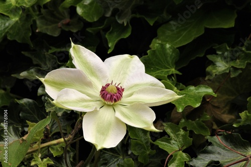 flower of clematis miss bateman