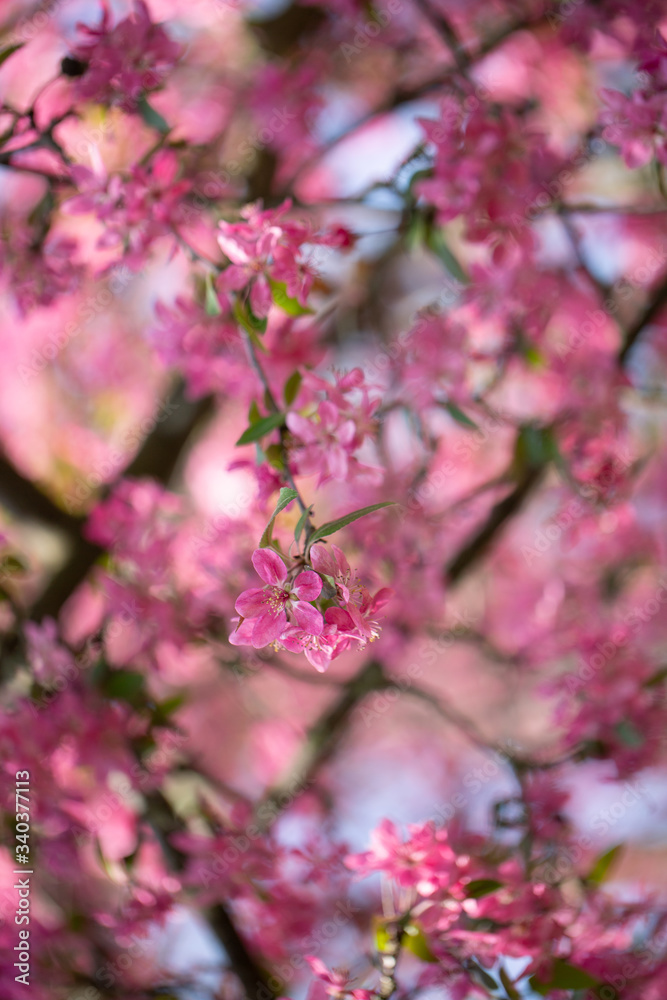 Kirschblüte Frühling