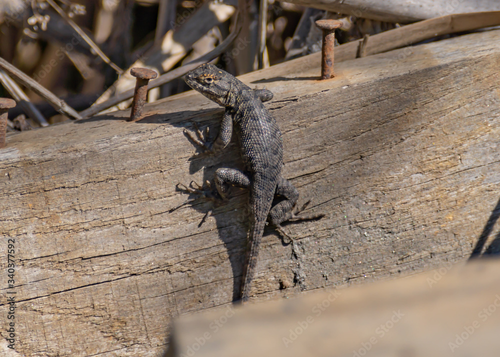 Baby Western Fence Lizard Stock Photo | Adobe Stock