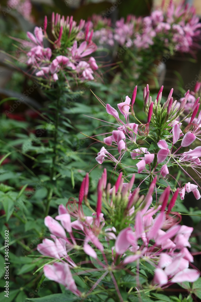 PINK FLOWERS IN A GARDEN IN BLOOM GREEN LEAVES, 