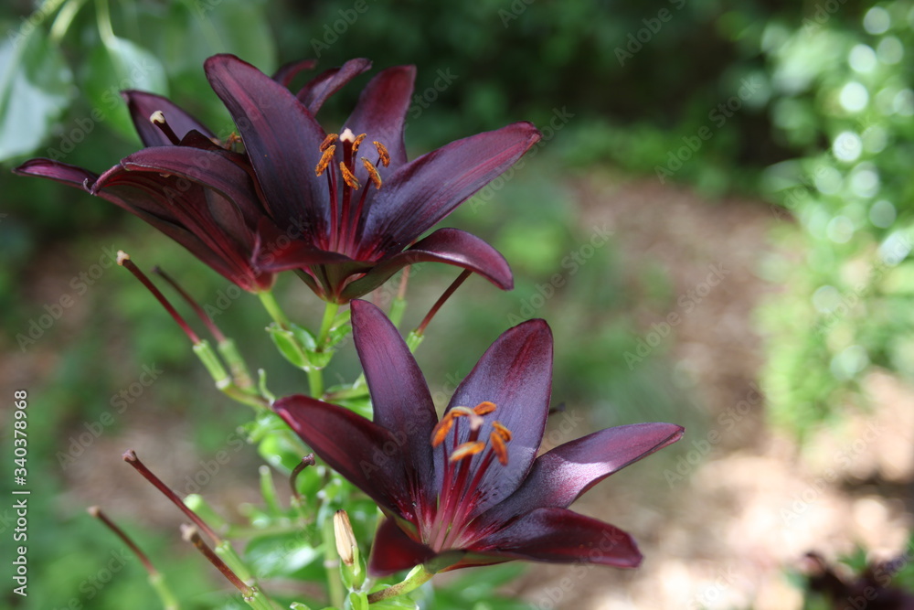 TWO DARK PUPLE FRESH FLOWERS IN BLOOM IN A GARDEN TWO DARK PUPLE FRESH FLOWERS IN BLOOM IN A GARDEN