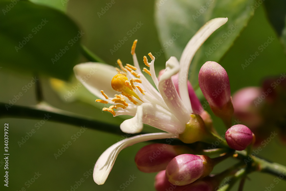 Obraz premium Lemon tree / lemon flower