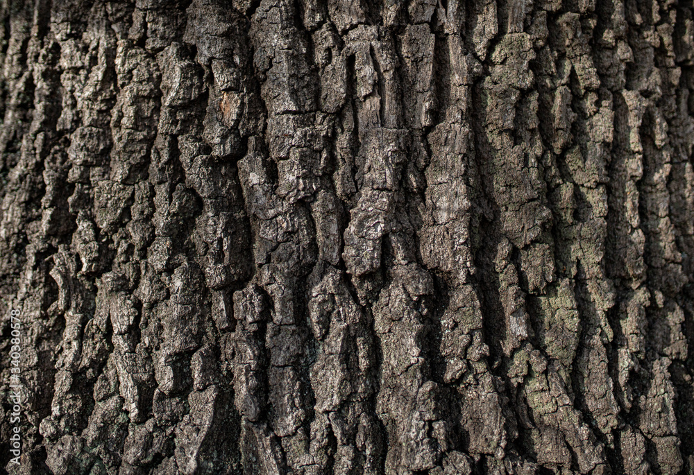 professional background with tree trunk professional background with tree trunk