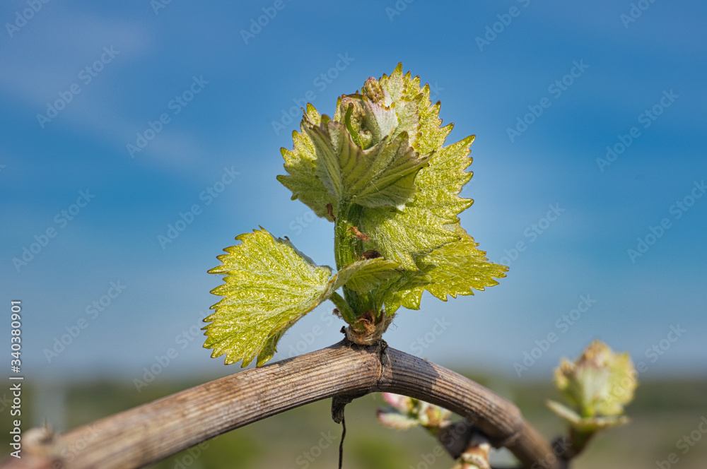 Obraz premium Weinrebenknospe