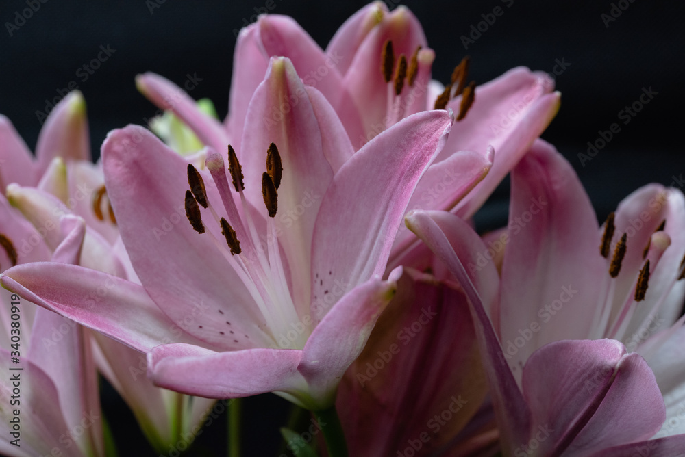 Pink lilies macro